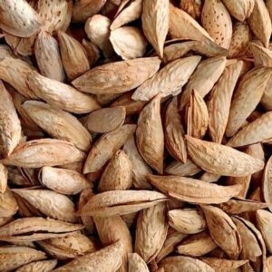 Roasted Almonds with shells